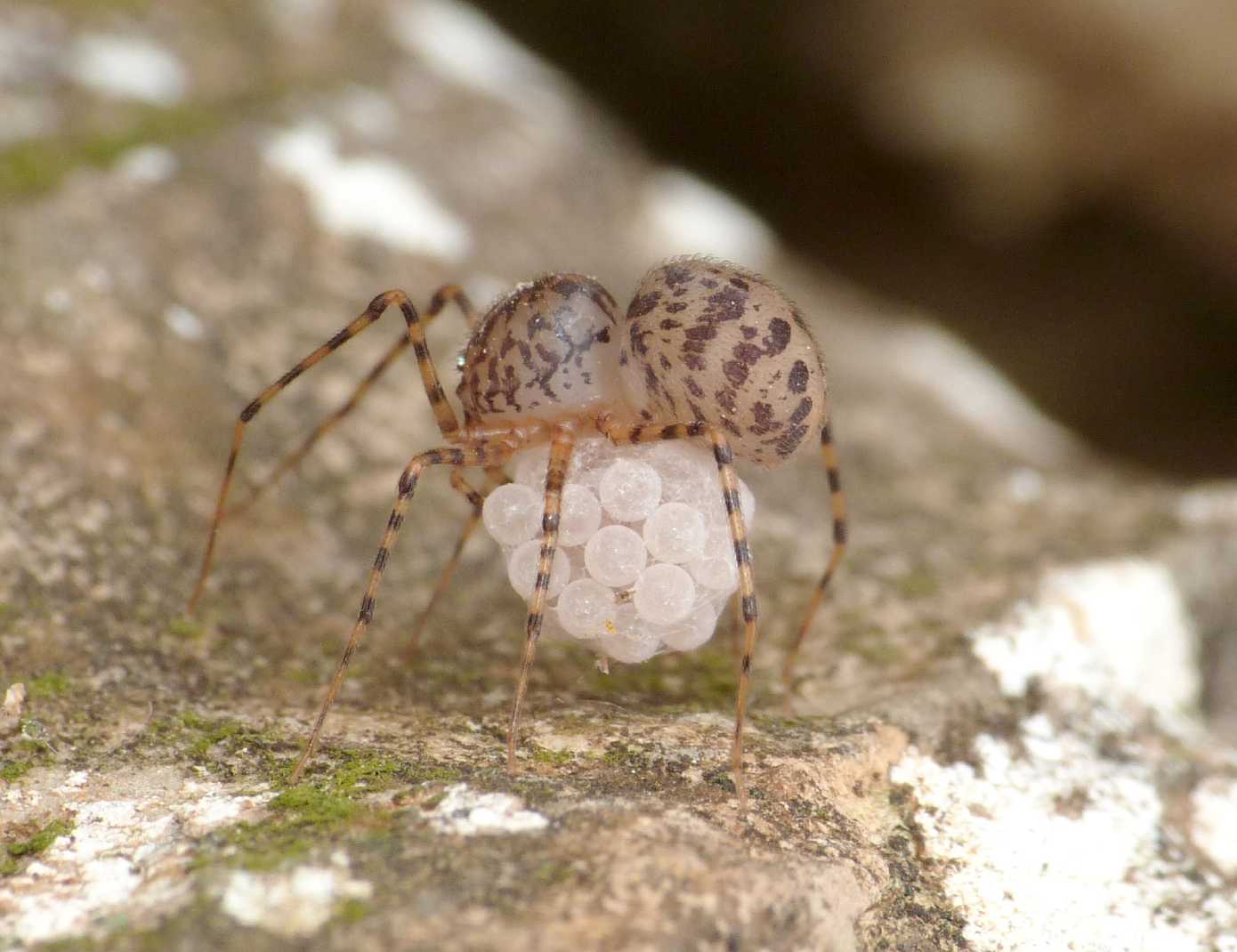 Scytodes thoracica con uova -  Tolfa (RM)